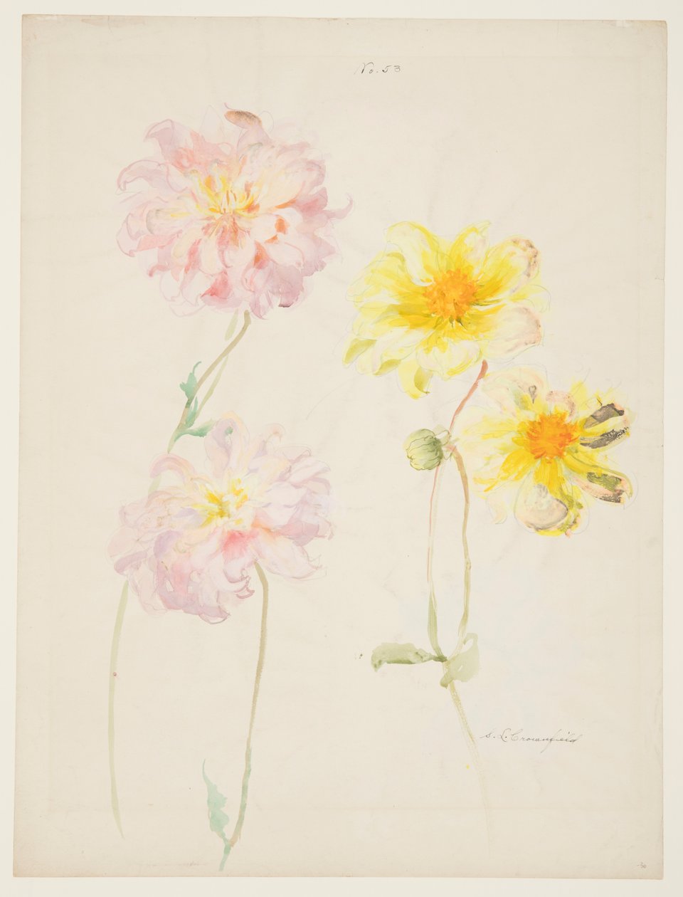 Étude de dahlias - Sophia L. Crownfield