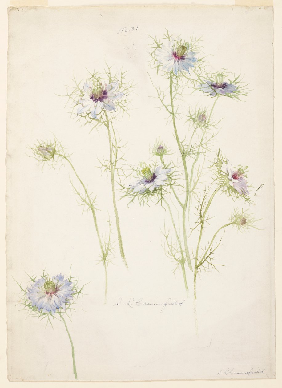 Étude de Nigelle de Damas - Sophia L. Crownfield