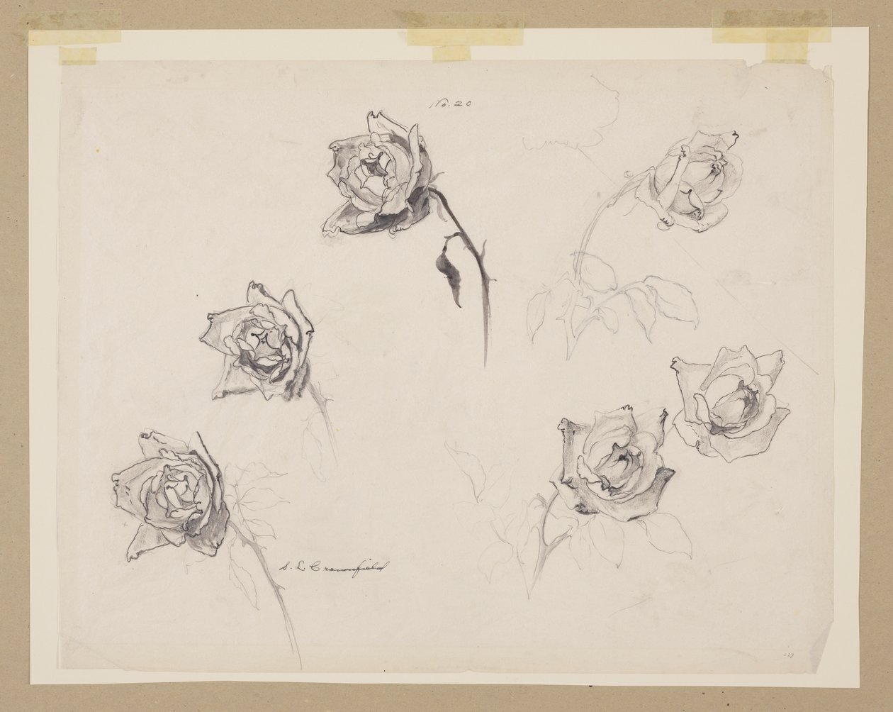 Étude de Roses - Sophia L. Crownfield