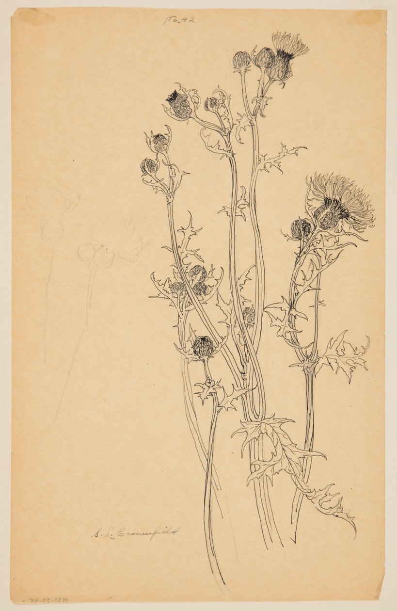 Étude de plantes de chardon - Sophia L. Crownfield