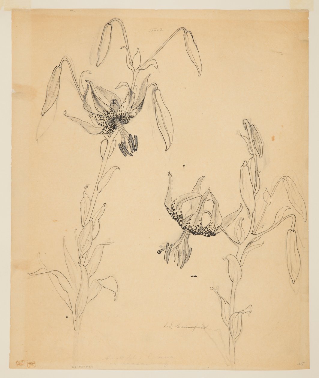 Étude de lys tigrés - Sophia L. Crownfield