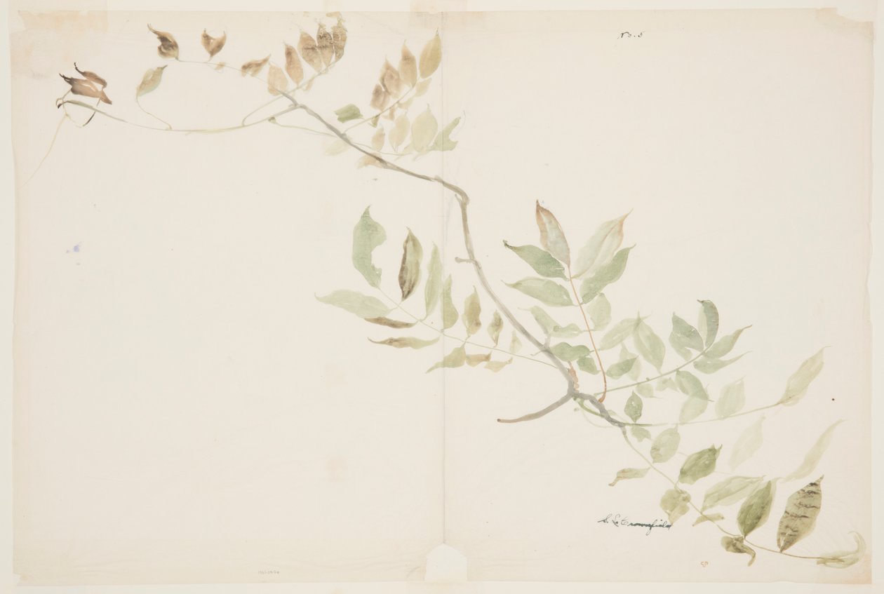 Étude de feuillage de glycine - Sophia L. Crownfield