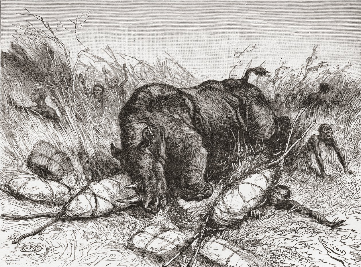 Un rhinocéros attaque une expédition, de 