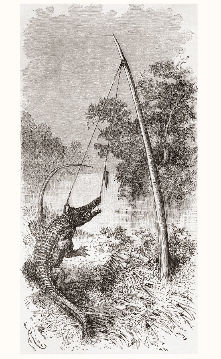 Un piège à alligator sur le fleuve Oyapock ou Oiapoque, qui forme la frontière de la Guyane française et du Brésil - Spanish School