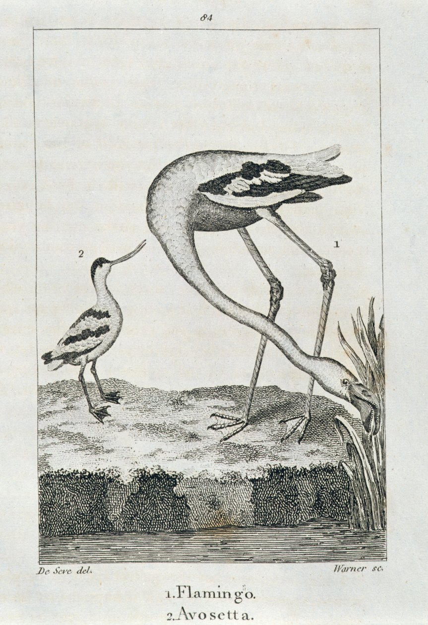 Flamant rose et Avosette, de 