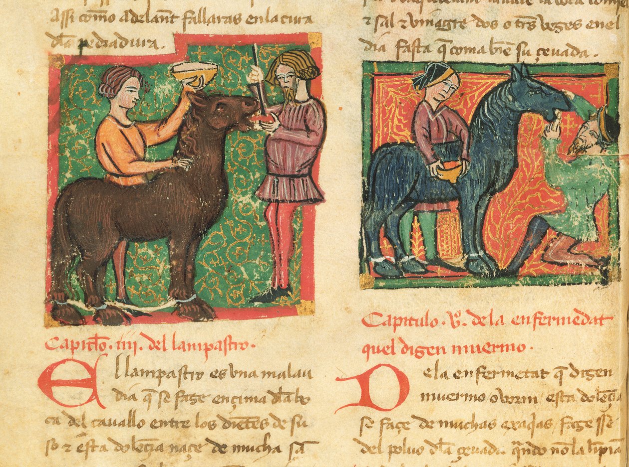 Ms 214 fol.26v Traitement de la glossite chez un cheval, tiré du Libro de Menescalcia y Albeyteria par Juan Alvarez, vers 1390 - Spanish School