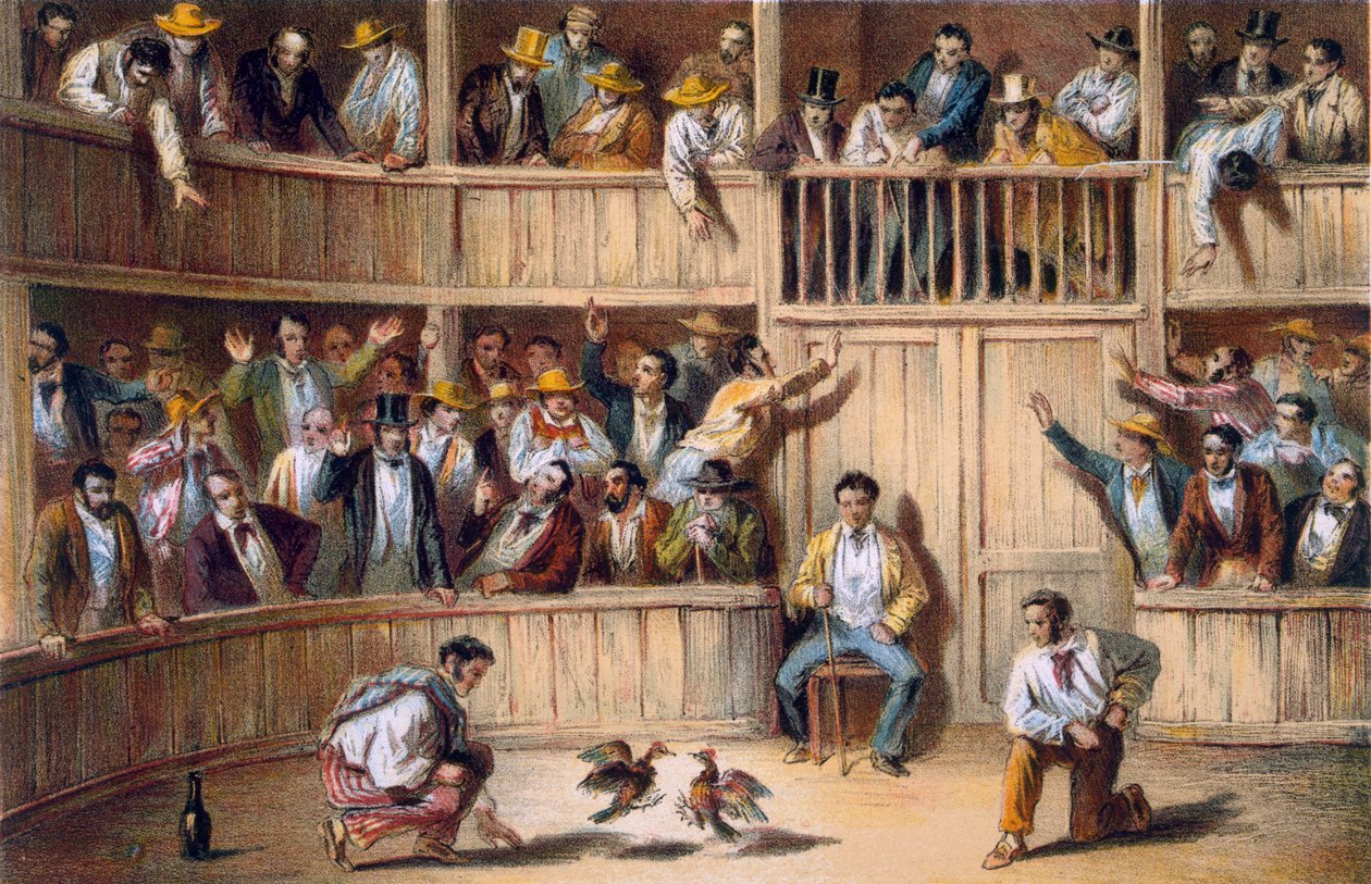 Valla de Gallos, Cuba (lithographie couleur) - Spanish School