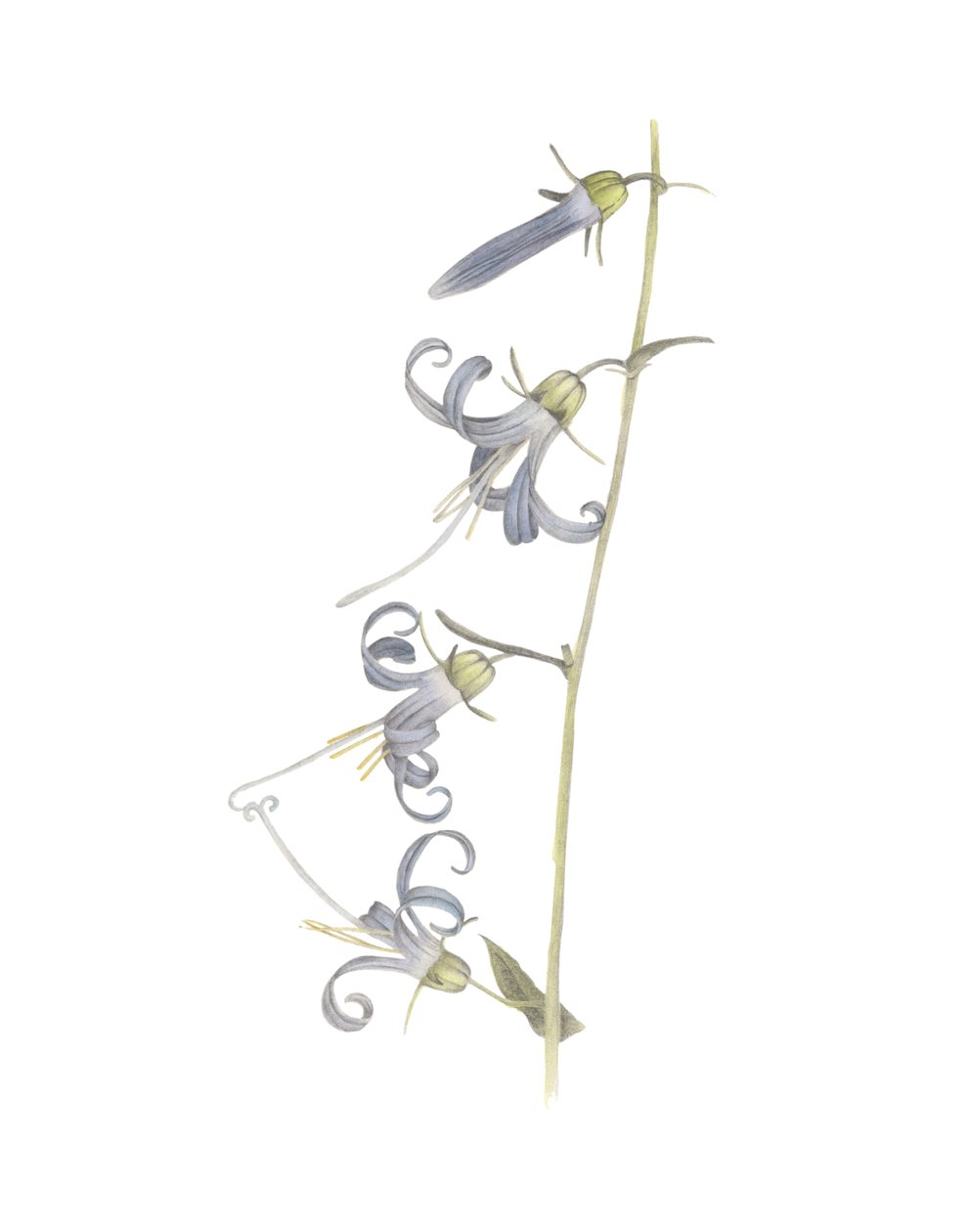 Campanule de Californie, 2015 - Stacy Hsu