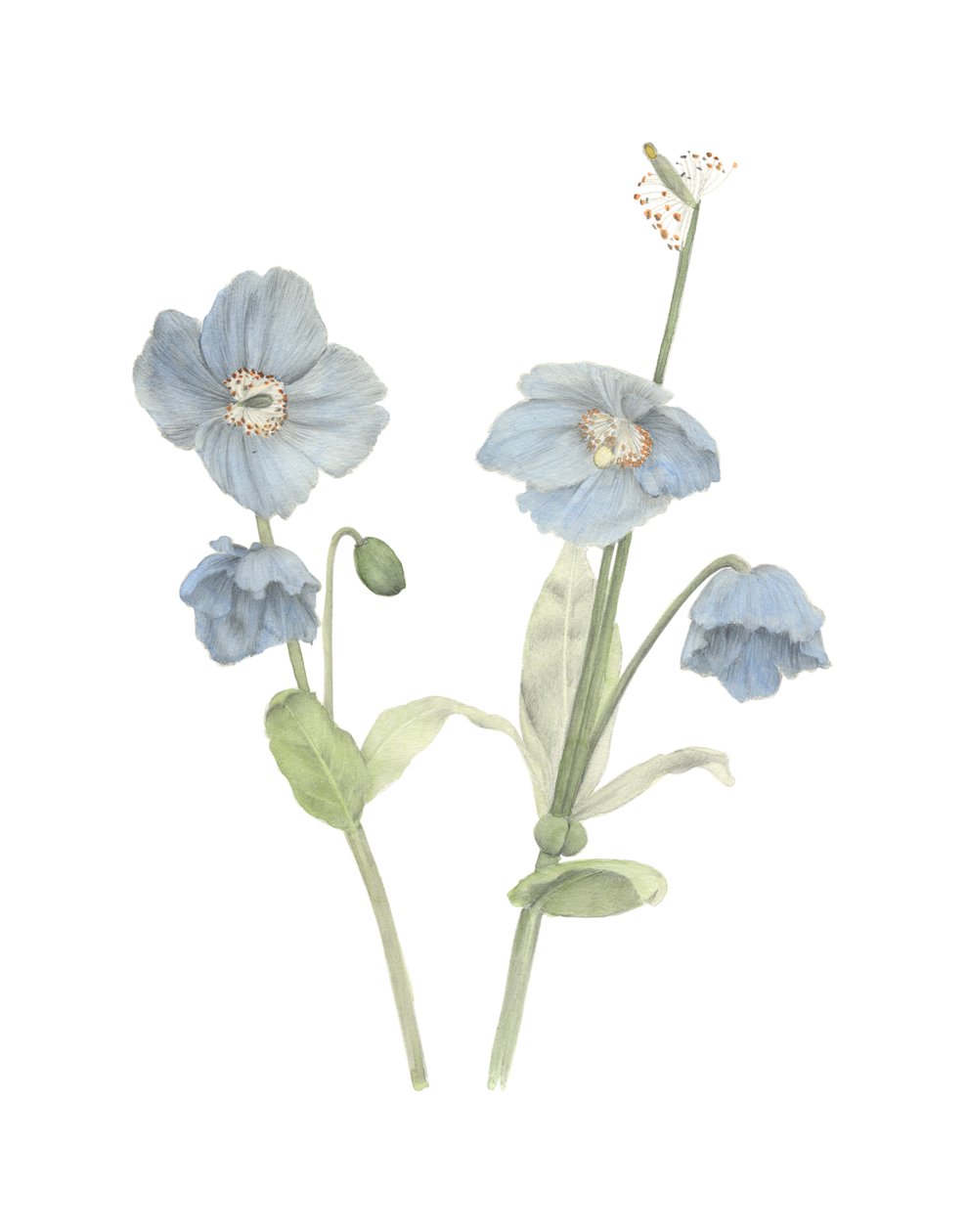 Pavot bleu de l