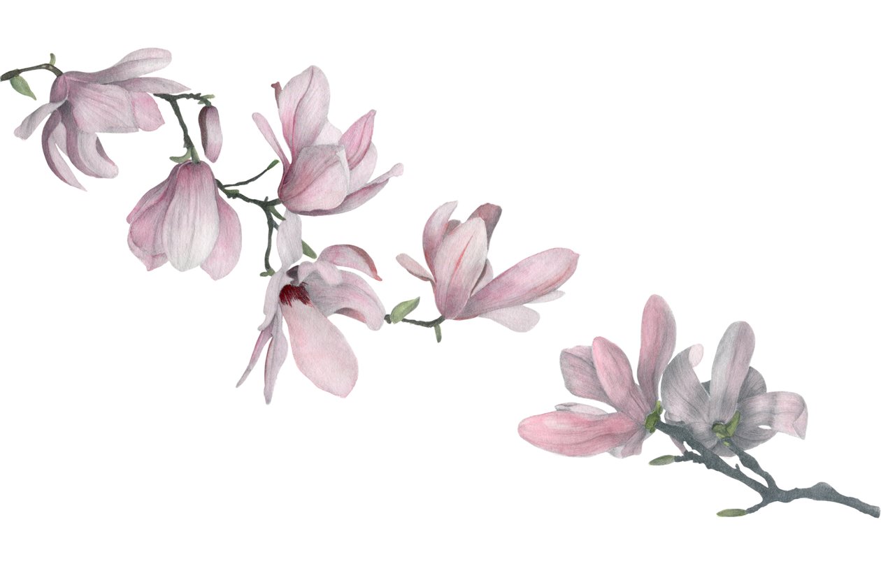 Magnolia - Stacy Hsu