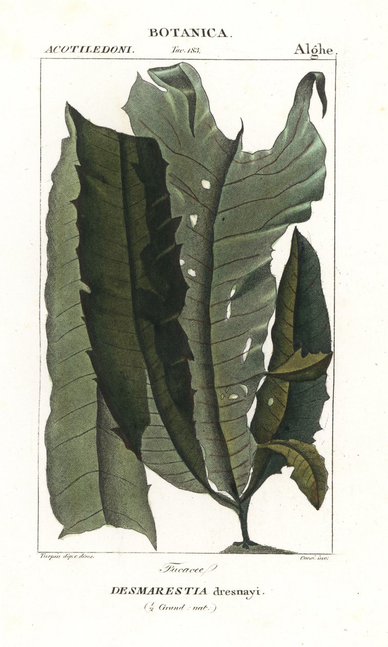 Algue acide ou cheveux de sirène, Desmarestia dresnayi - Stanghi Stanghi
