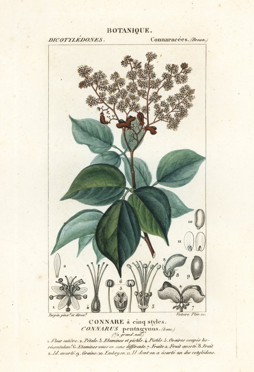 Agelaea pentagyna - Stanghi Stanghi