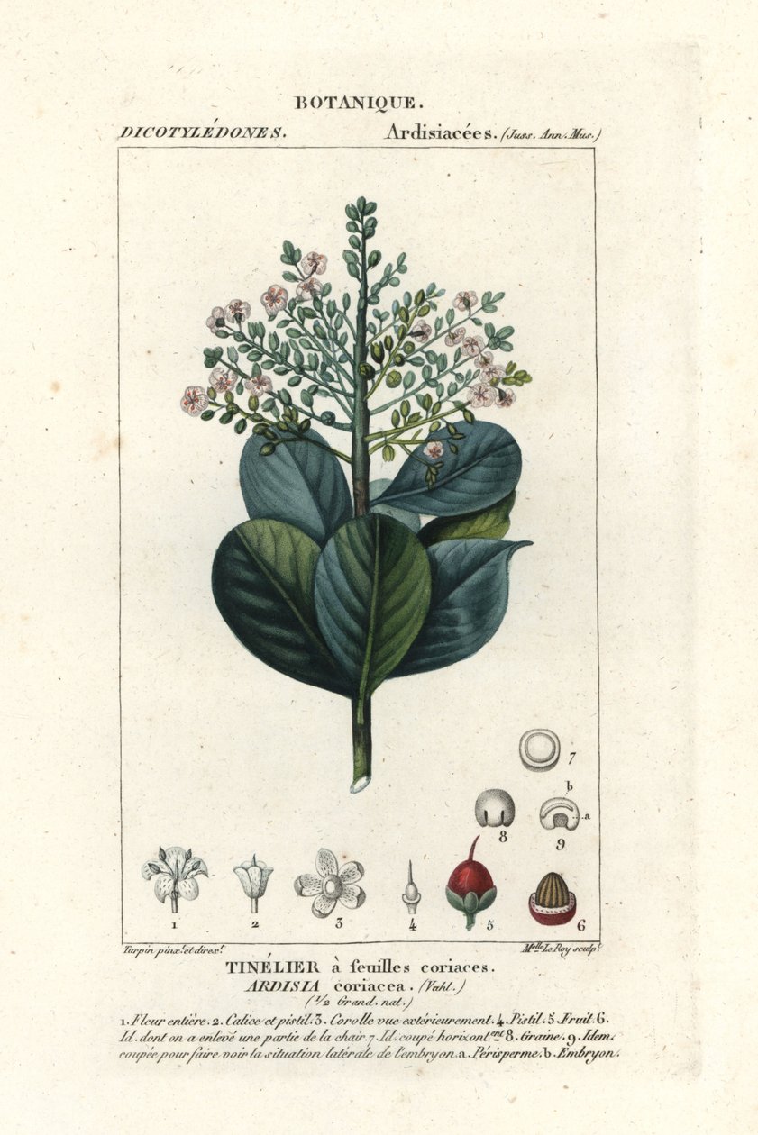 Ardisia coriacea - Stanghi Stanghi