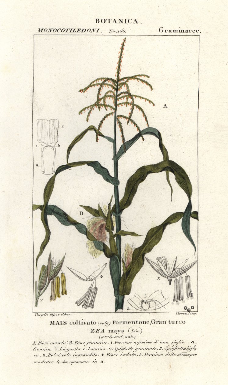 Maïs, Zea mays - Stanghi Stanghi