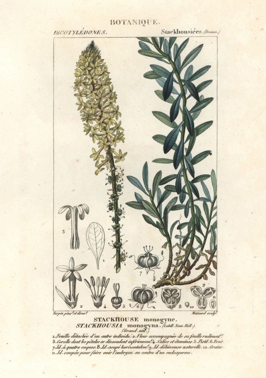 Bougies crémeuses, Stackhousia monogyna - Stanghi Stanghi
