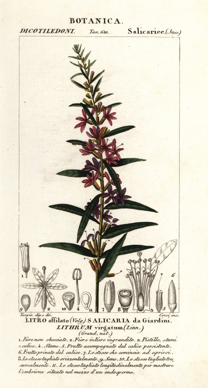 Salicaire européenne, Lythrum virgatum - Stanghi Stanghi