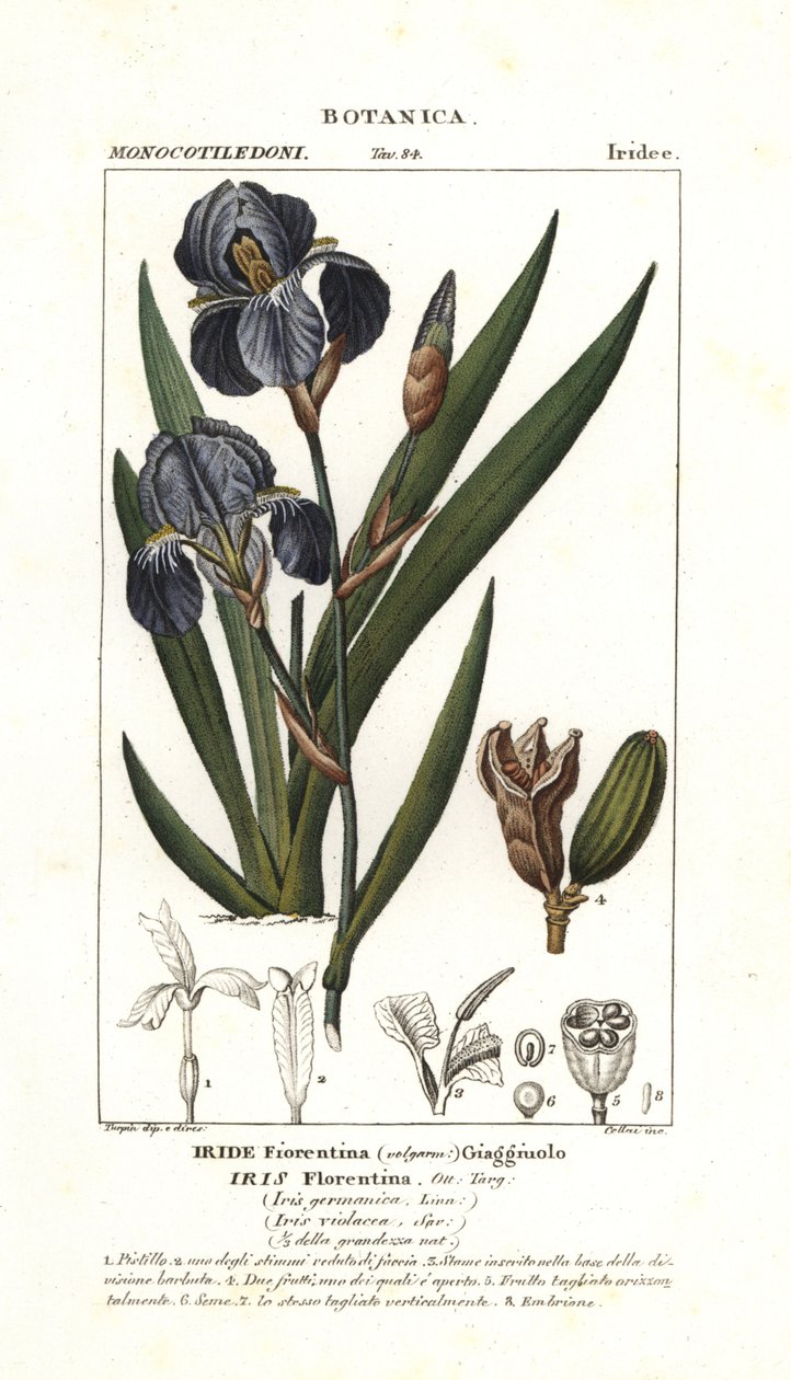 Iris florentin, Iris germanica var florentina - Stanghi Stanghi