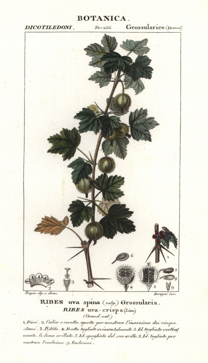 Ribes uva-crispa - Stanghi Stanghi