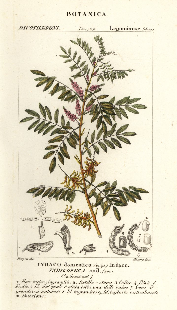 Indigo du Guatemala, Indigofera suffruticosa - Stanghi Stanghi