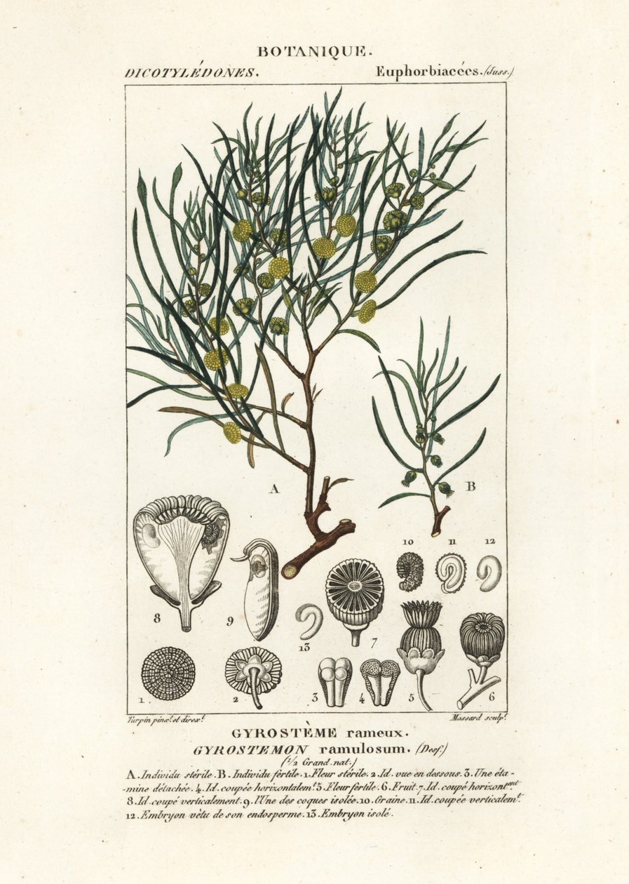 Arbre Gyrostemon ramulosus - Stanghi Stanghi