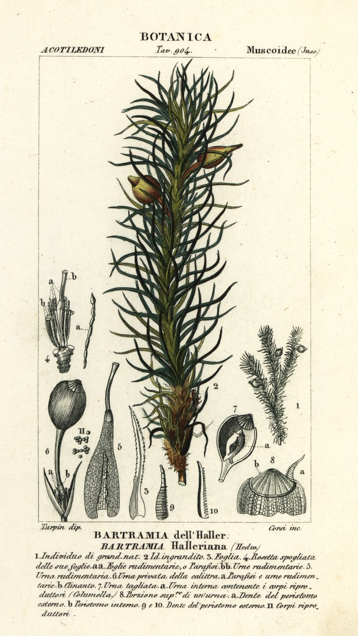 Mousse de pomme de Haller, Bartramia halleriana - Stanghi Stanghi