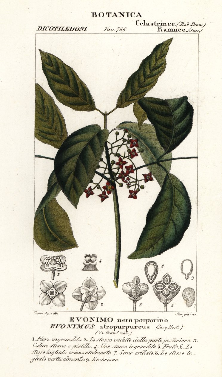Fusain de Hamilton, Euonymus hamiltonianus - Stanghi Stanghi