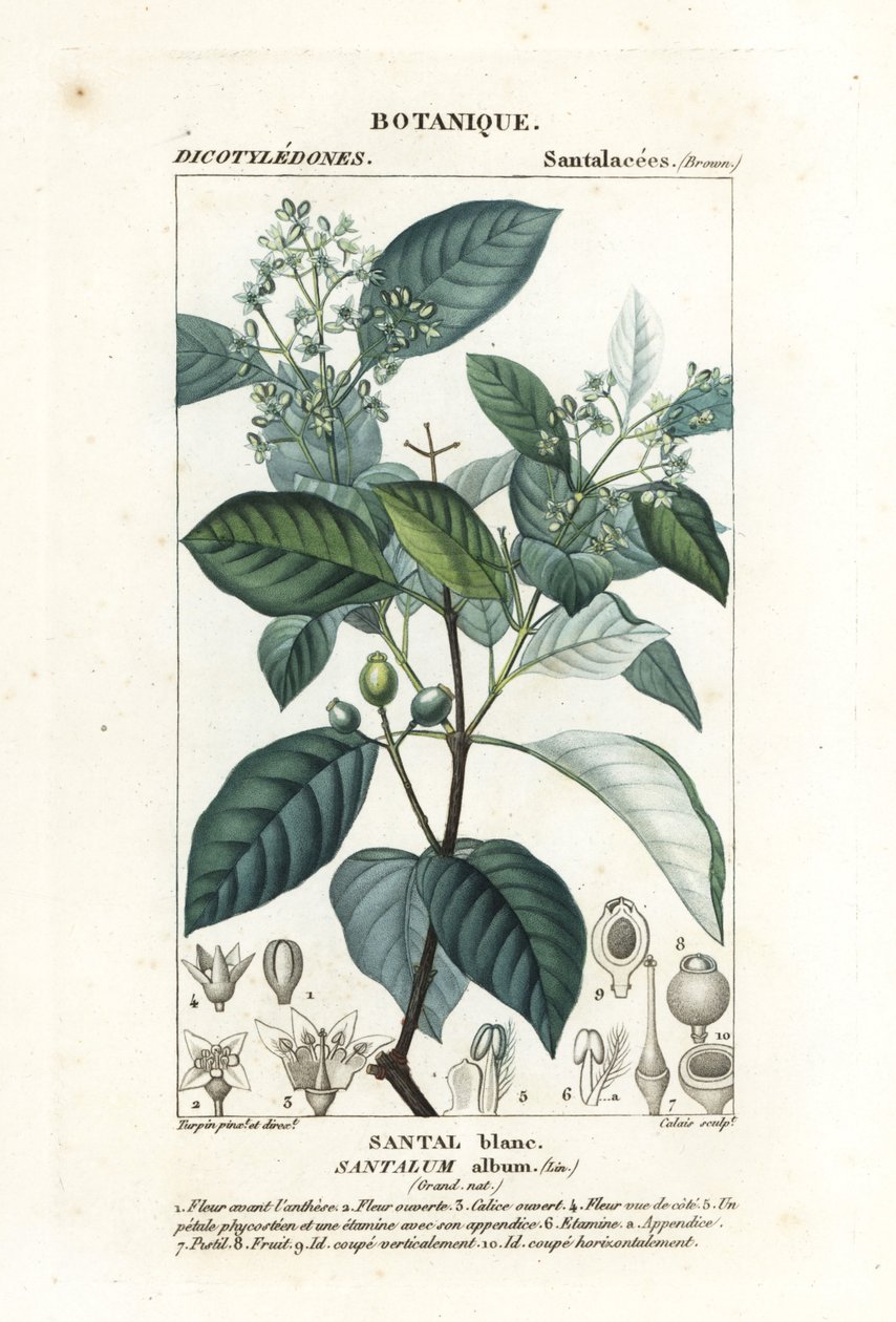 Bois de santal indien, Santalum album, vulnérable - Stanghi Stanghi