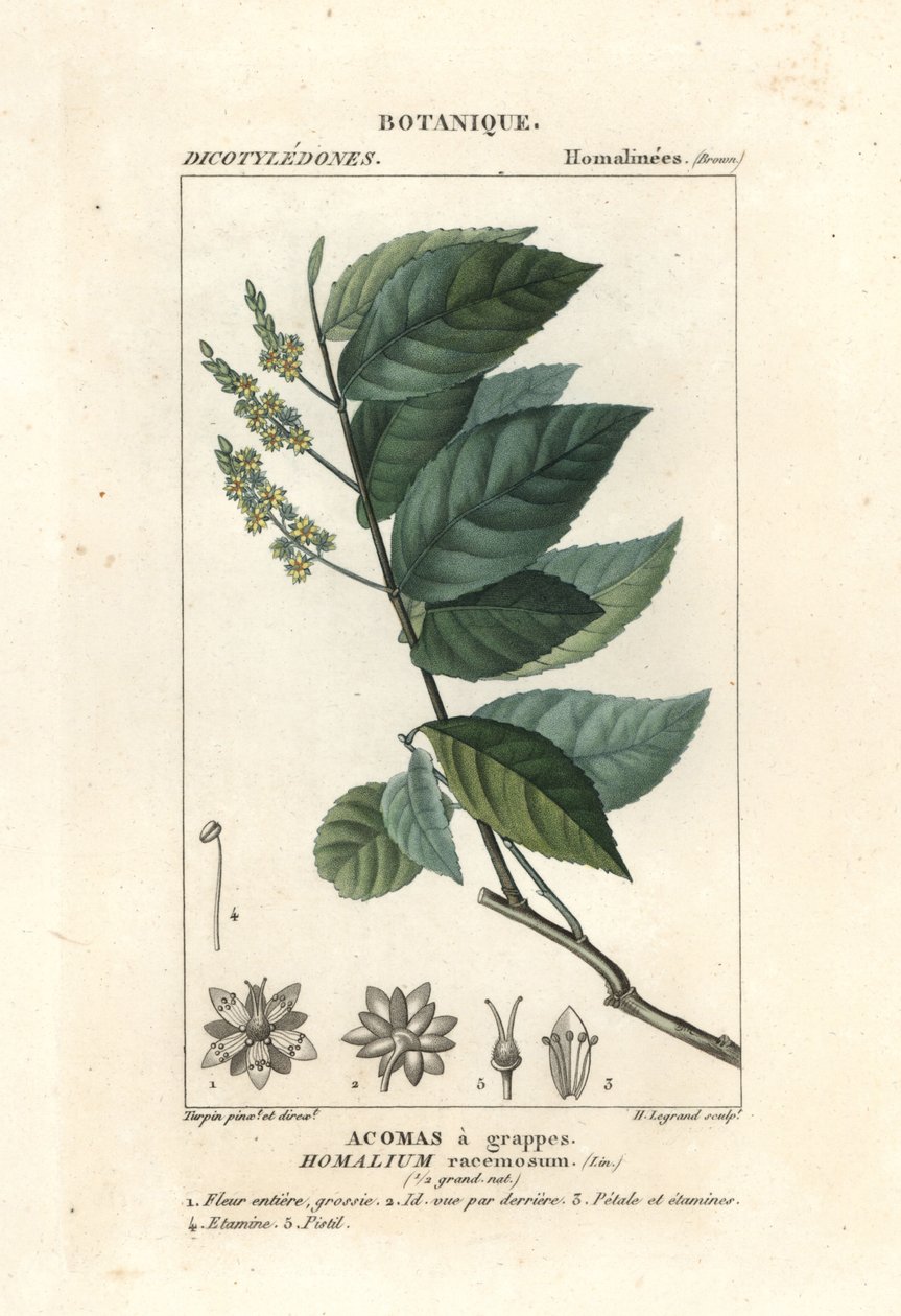 Bois de fer, Homalium racemosum - Stanghi Stanghi