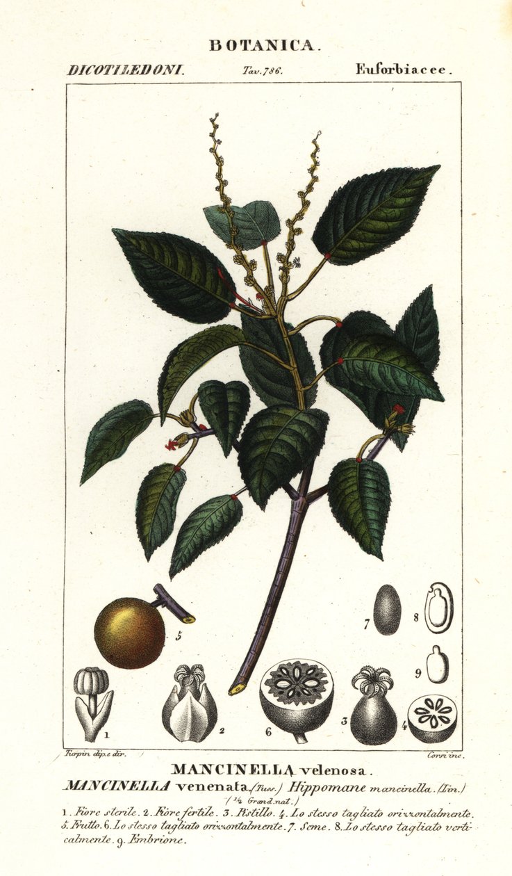 Manchineel ou arbre à pommes de plage, Hippomane mancinella - Stanghi Stanghi
