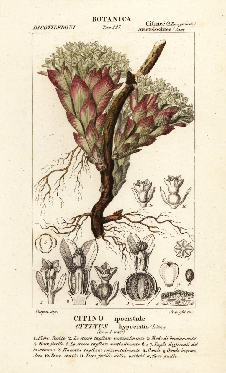 Plante parasite, Cytinus hypocistis - Stanghi Stanghi