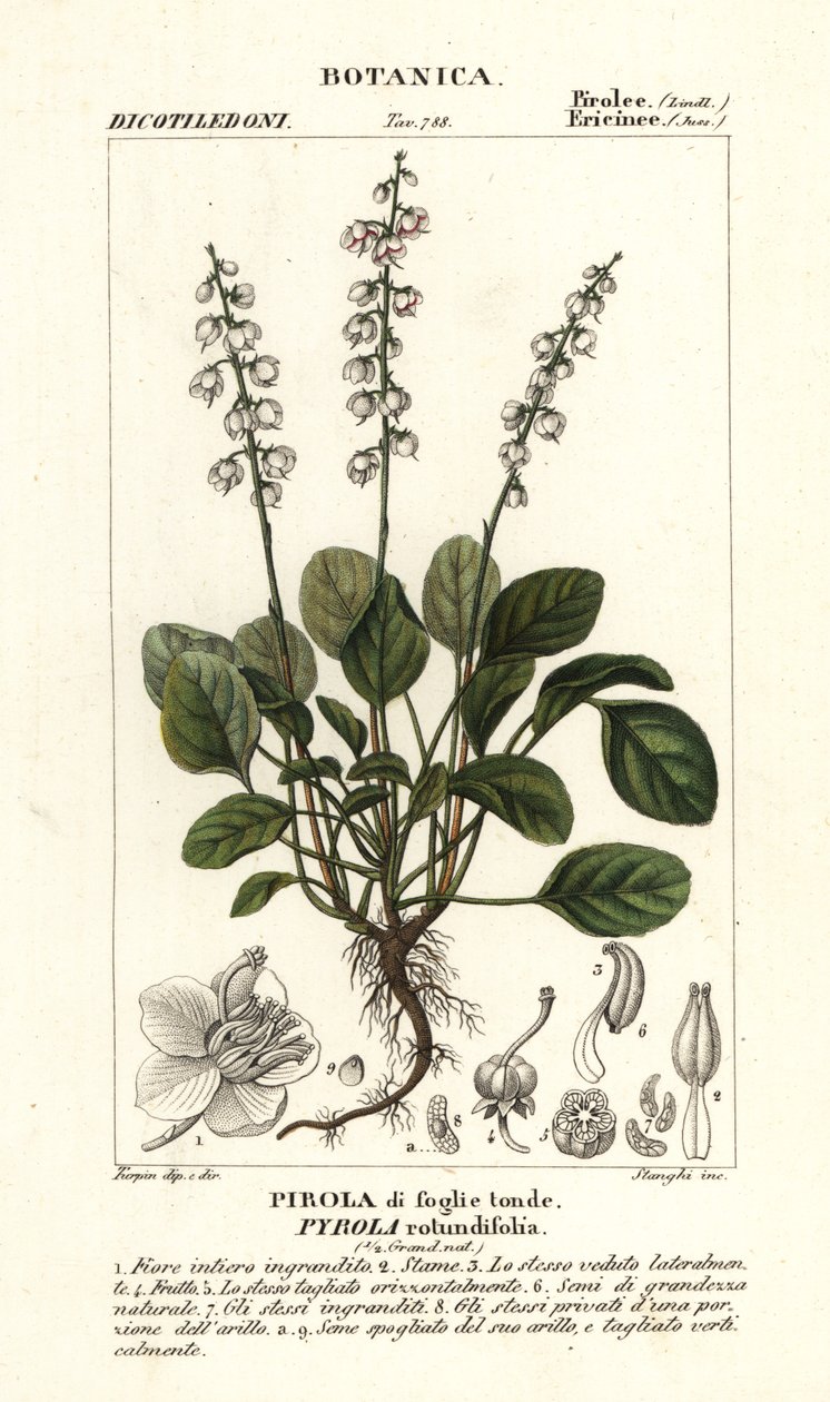 Pyrola rotundifolia - Stanghi Stanghi