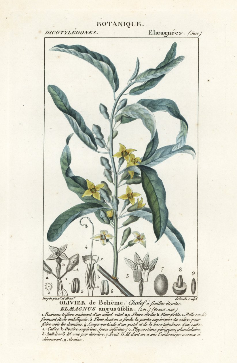 Olivier de Bohême, Elaeagnus angustifolia - Stanghi Stanghi