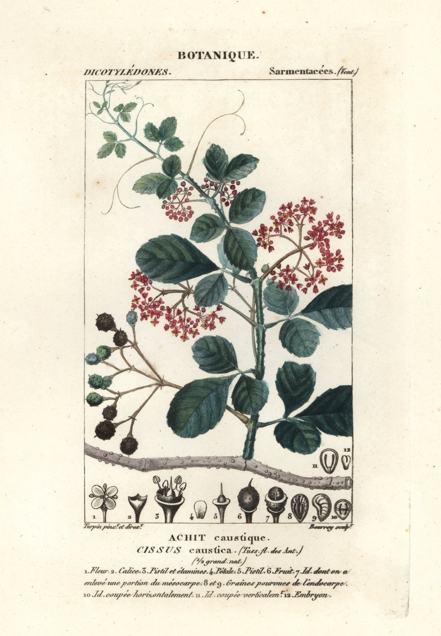 Cissus obovata - Stanghi Stanghi