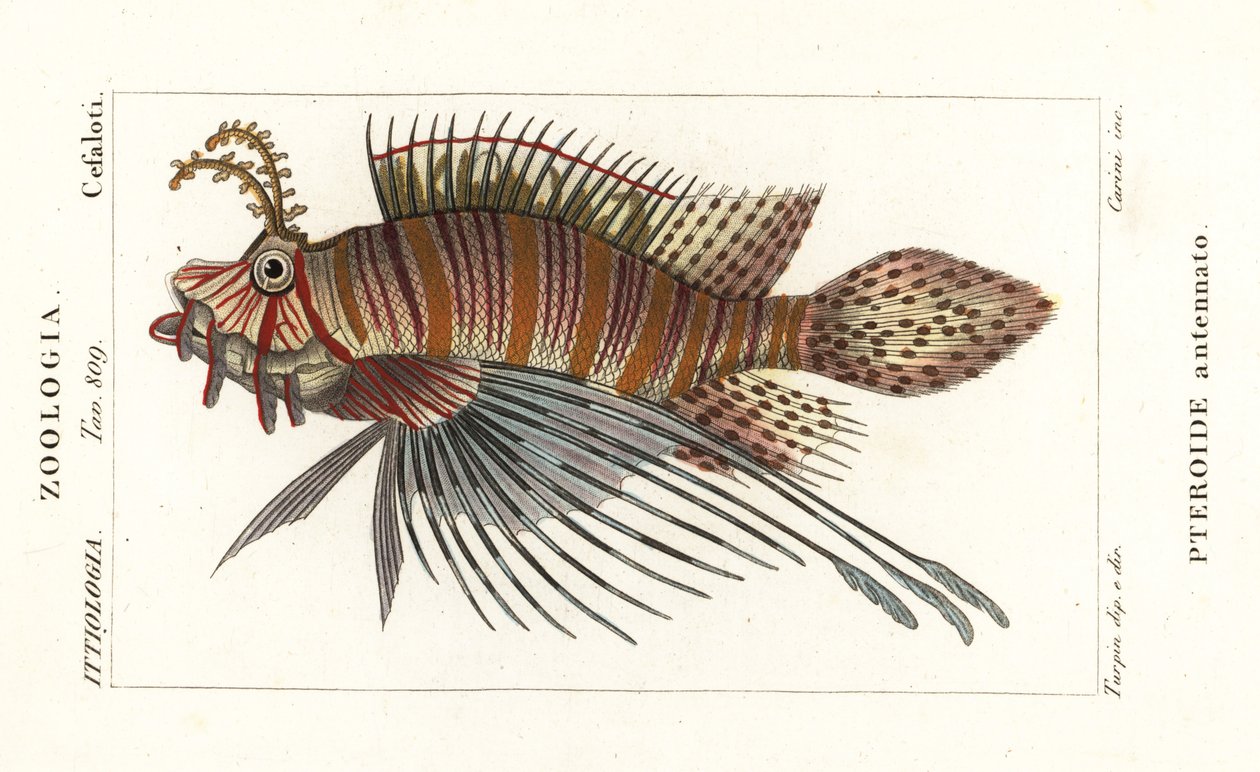 Rascasse volante, Pterois antennata - Stanghi Stanghi