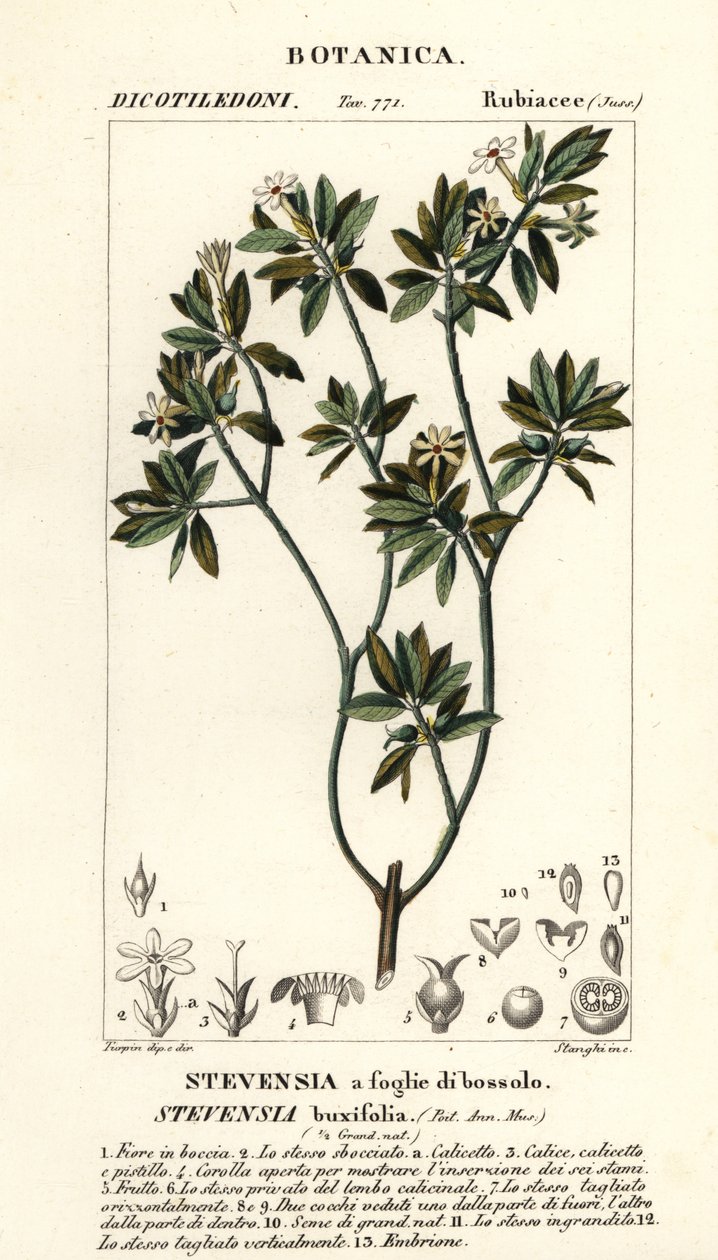 Stevensia buxifolia - Stanghi Stanghi