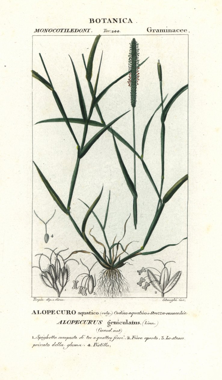 Vulpin genouillé, Alopecurus geniculatus - Stanghi Stanghi