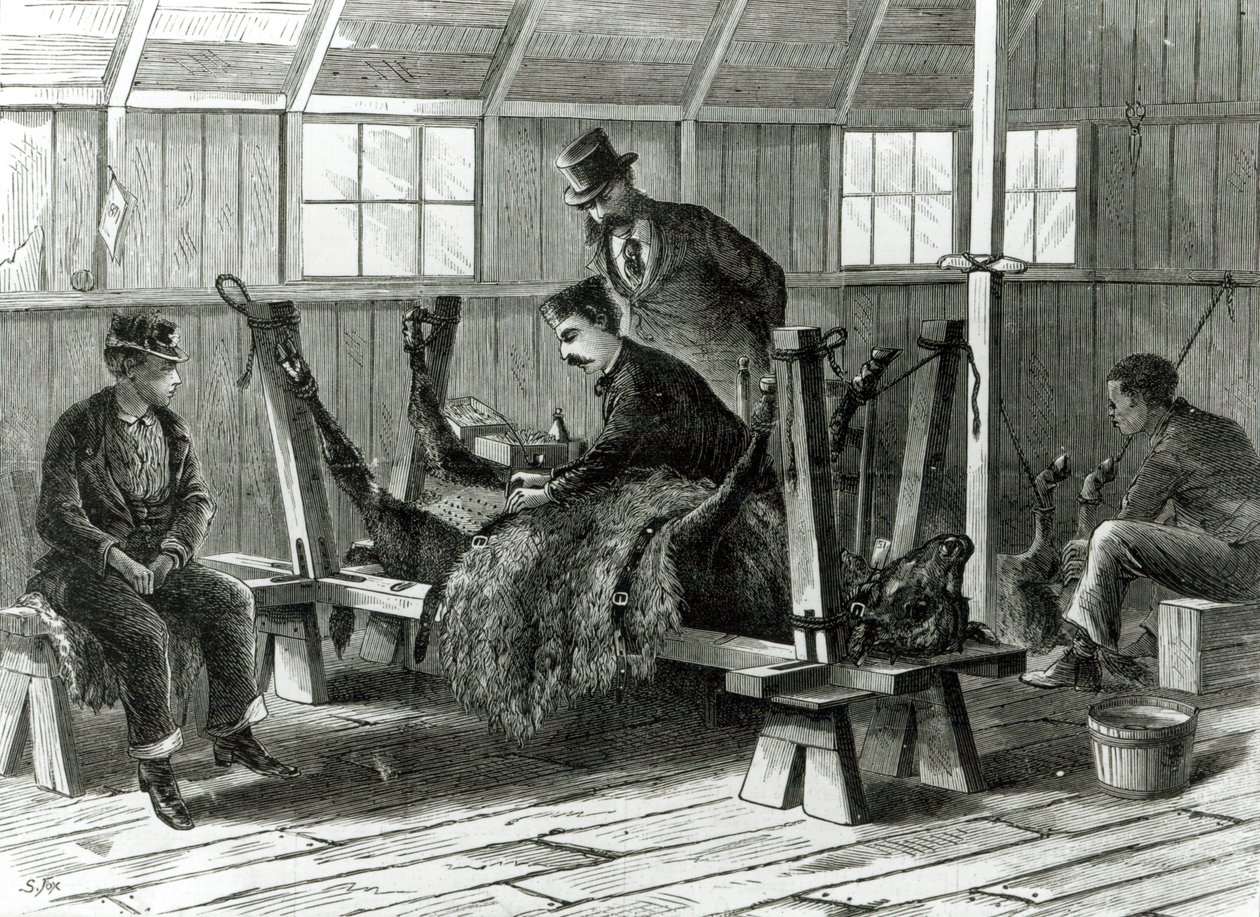 Prise de virus sur le veau, illustration de 