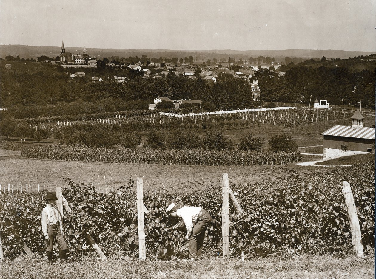 Vue à travers les vignobles à Hermann, Missouri - George Stark