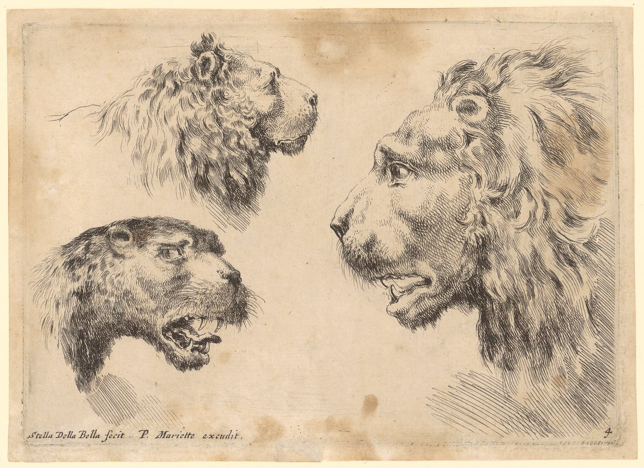 Trois têtes de lion - Stefano della Bella