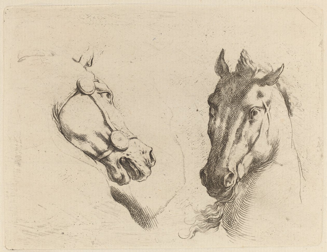 Tête de Cheval Vue de Profil et en Trois-Quarts - Stefano della Bella