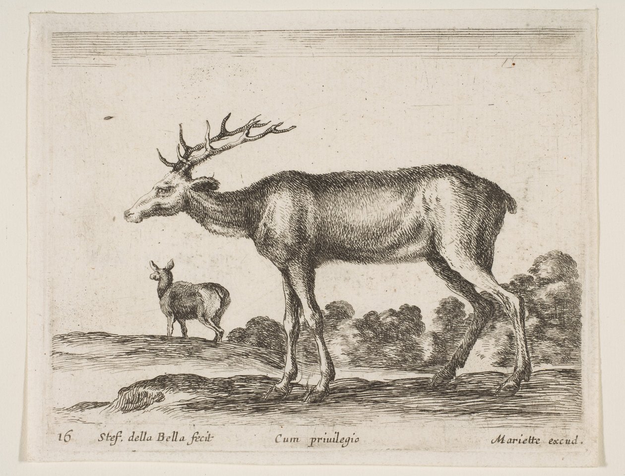 Planche 16 : cerf, de Divers animaux Diversi animali, vers 1641 - Stefano della Bella