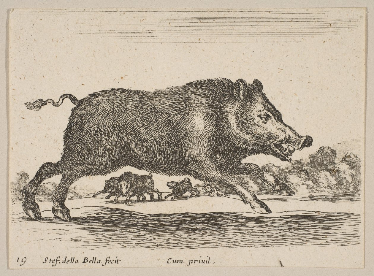 Planche 19 : sanglier, de Divers animaux, vers 1641 - Stefano della Bella