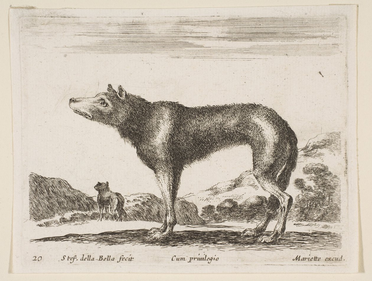Planche 20: loup, de Diversi animali - Stefano della Bella