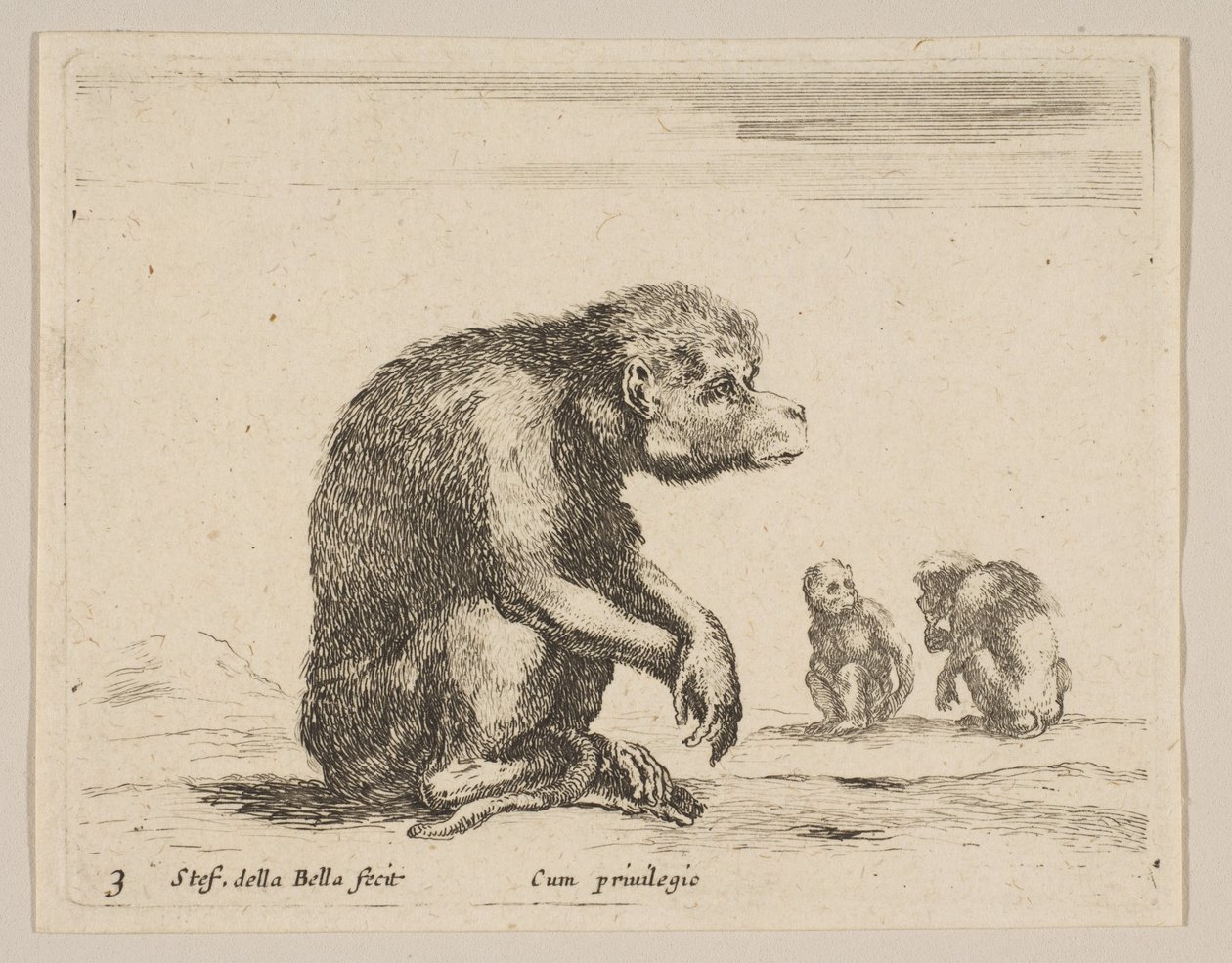 Singe assis, de Diversi animali - Stefano della Bella