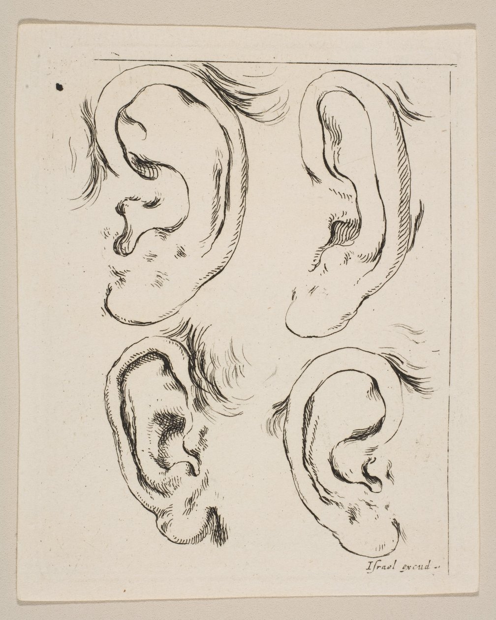 Planche 5 : quatre oreilles, du Livre pour apprendre à dessiner - Stefano della Bella