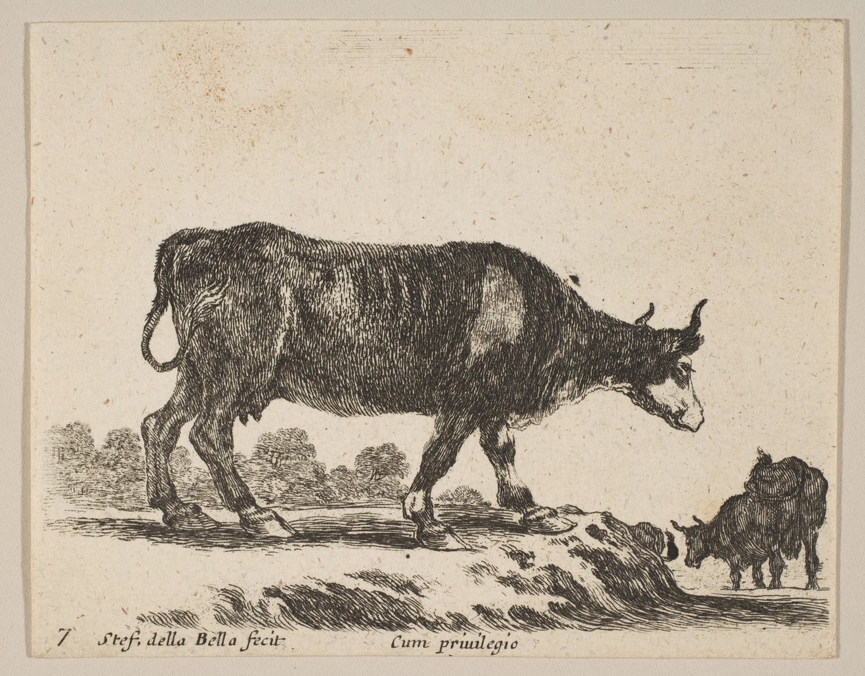 Vache, de Divers animaux - Stefano della Bella