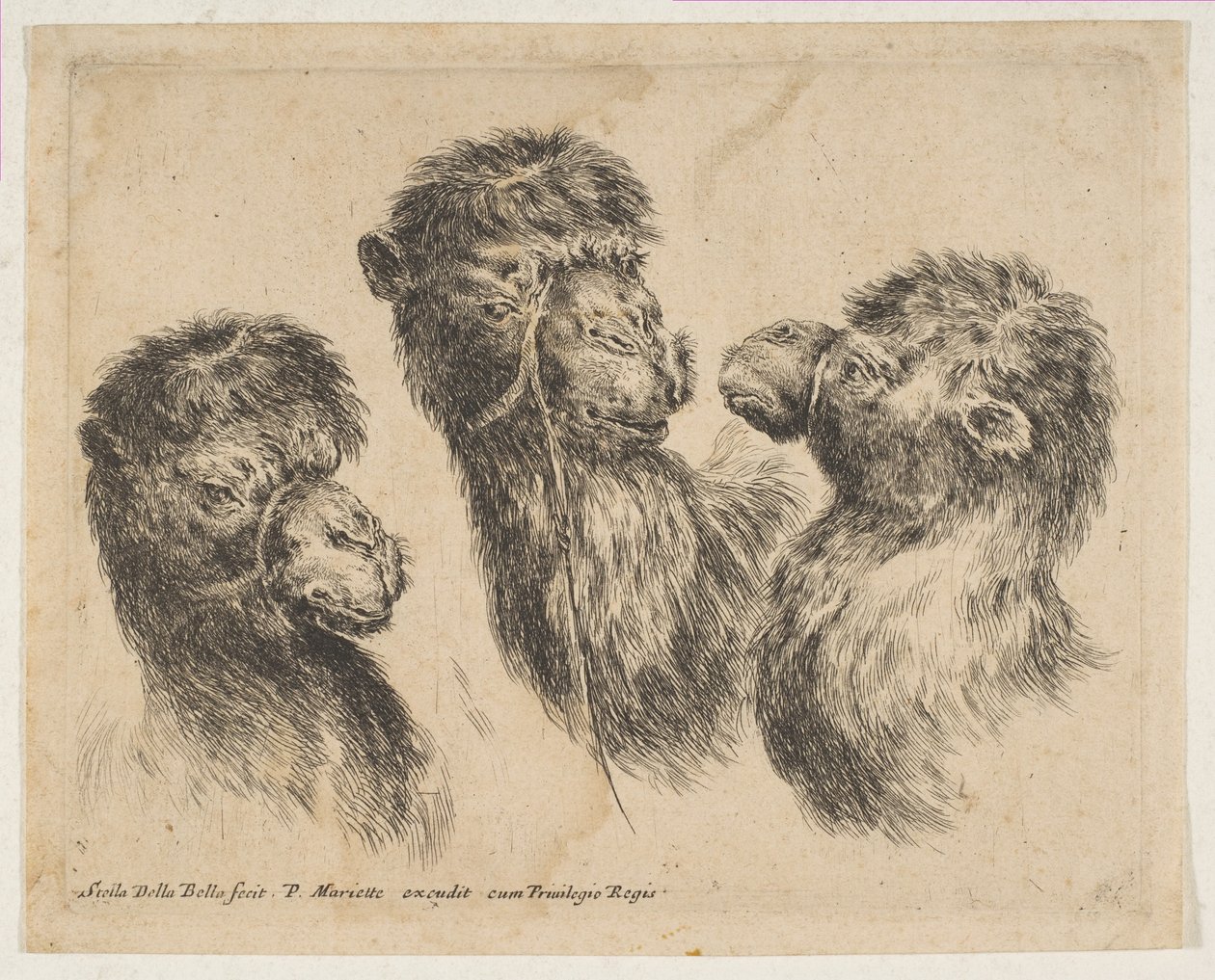 Trois têtes de chameau, vers 1641 - Stefano della Bella