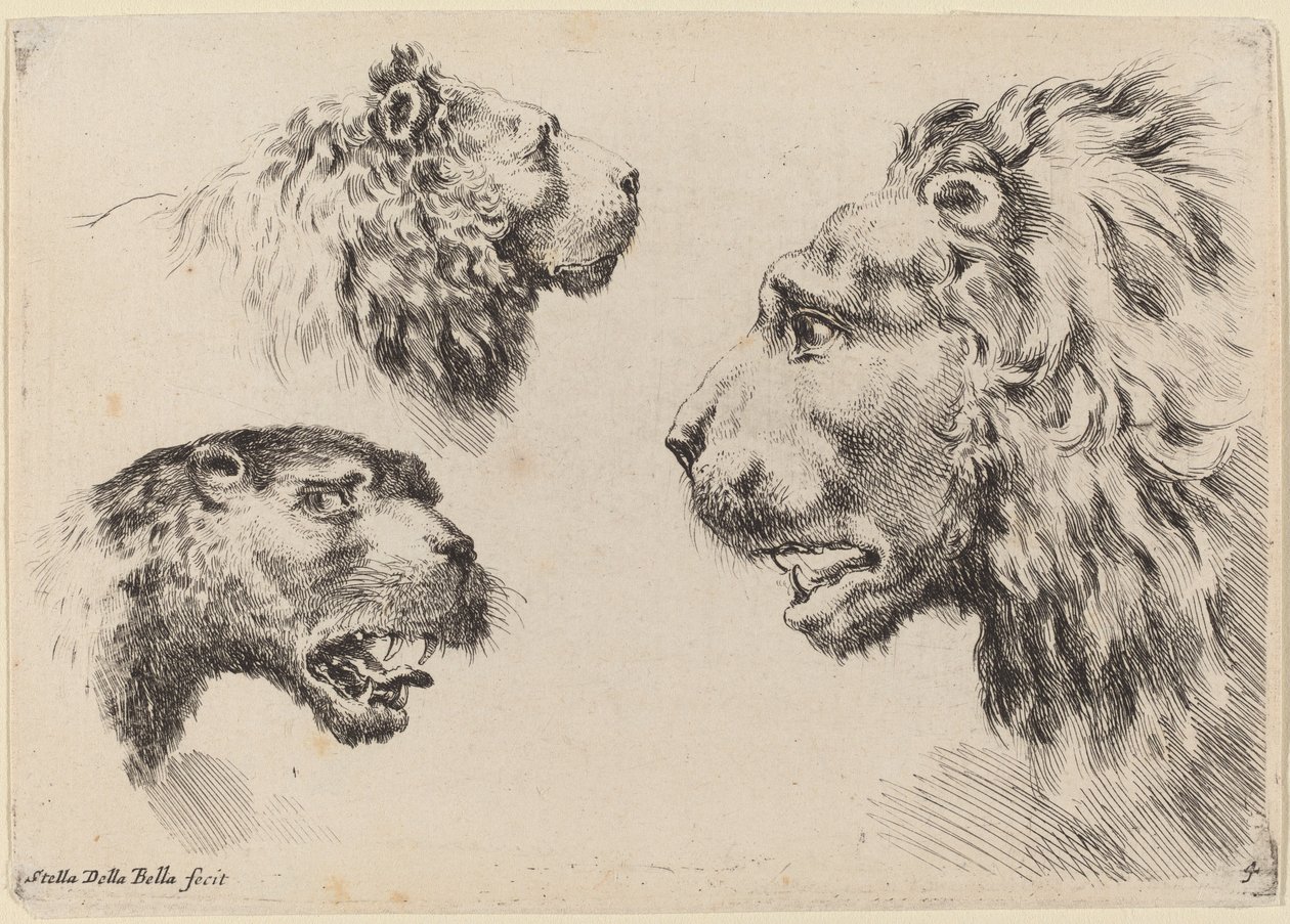 Trois têtes de lion - Stefano della Bella