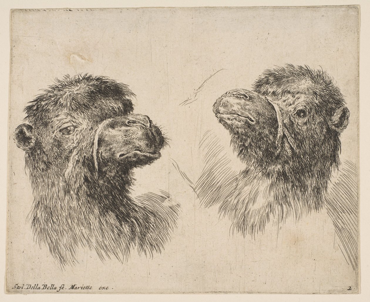 Deux têtes de chameau, vers 1641 - Stefano della Bella