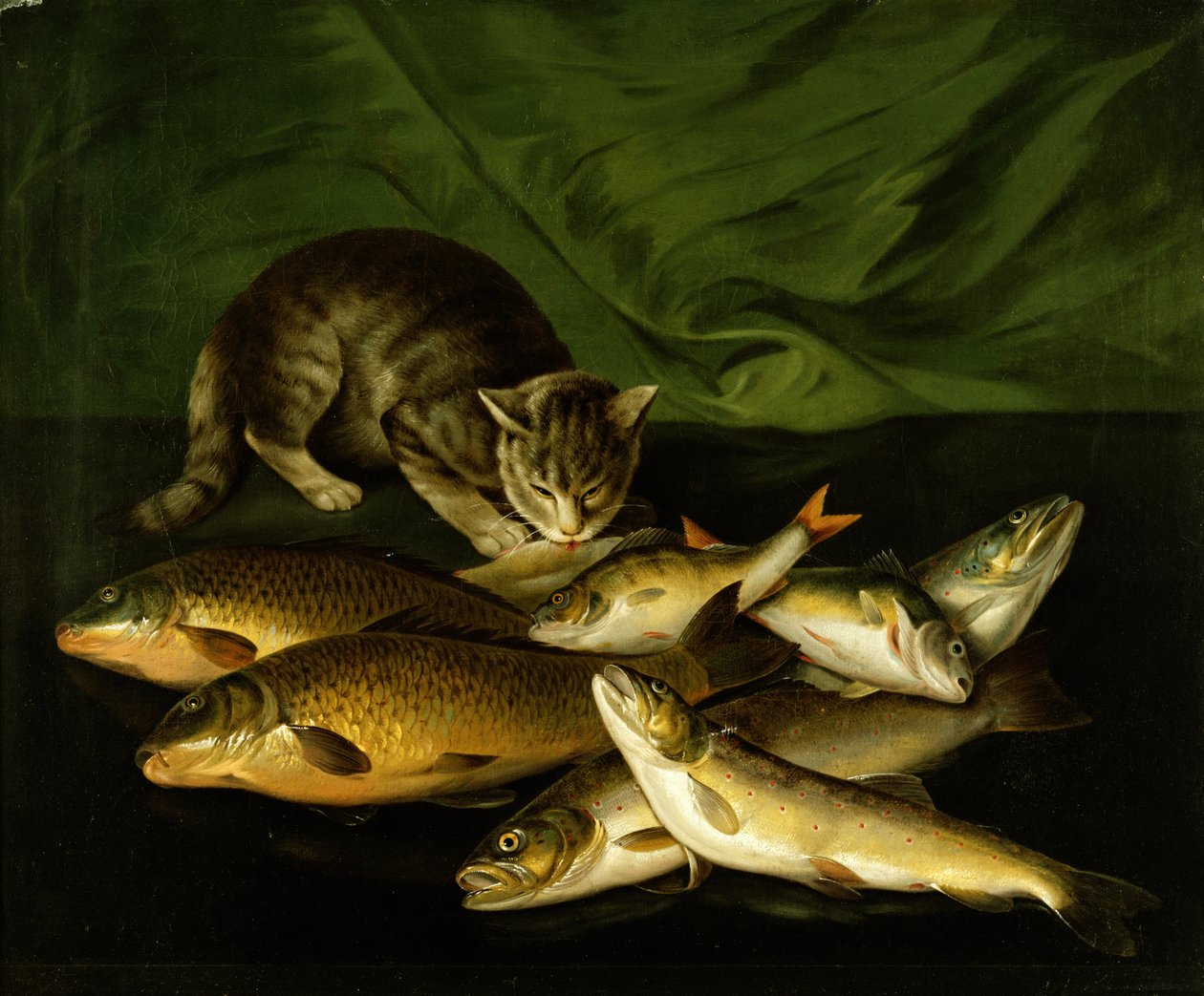 Un chat avec truite, perche et carpe sur un rebord - Stephen Elmer
